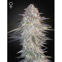 Super Lemon Haze x Pink Candy, Фасовка: 3